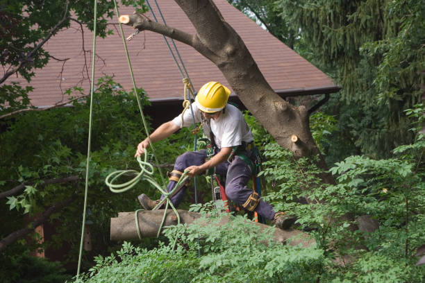 Best Residential Tree Removal  in USA